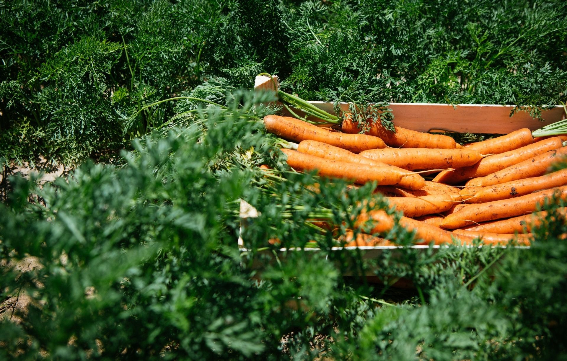 ECOINSIDE: “Agricultura sustentável” é muito mais do que “produtos biológicos”